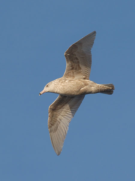 Isolokki, Glaucous Gull, Larus hyperboreus